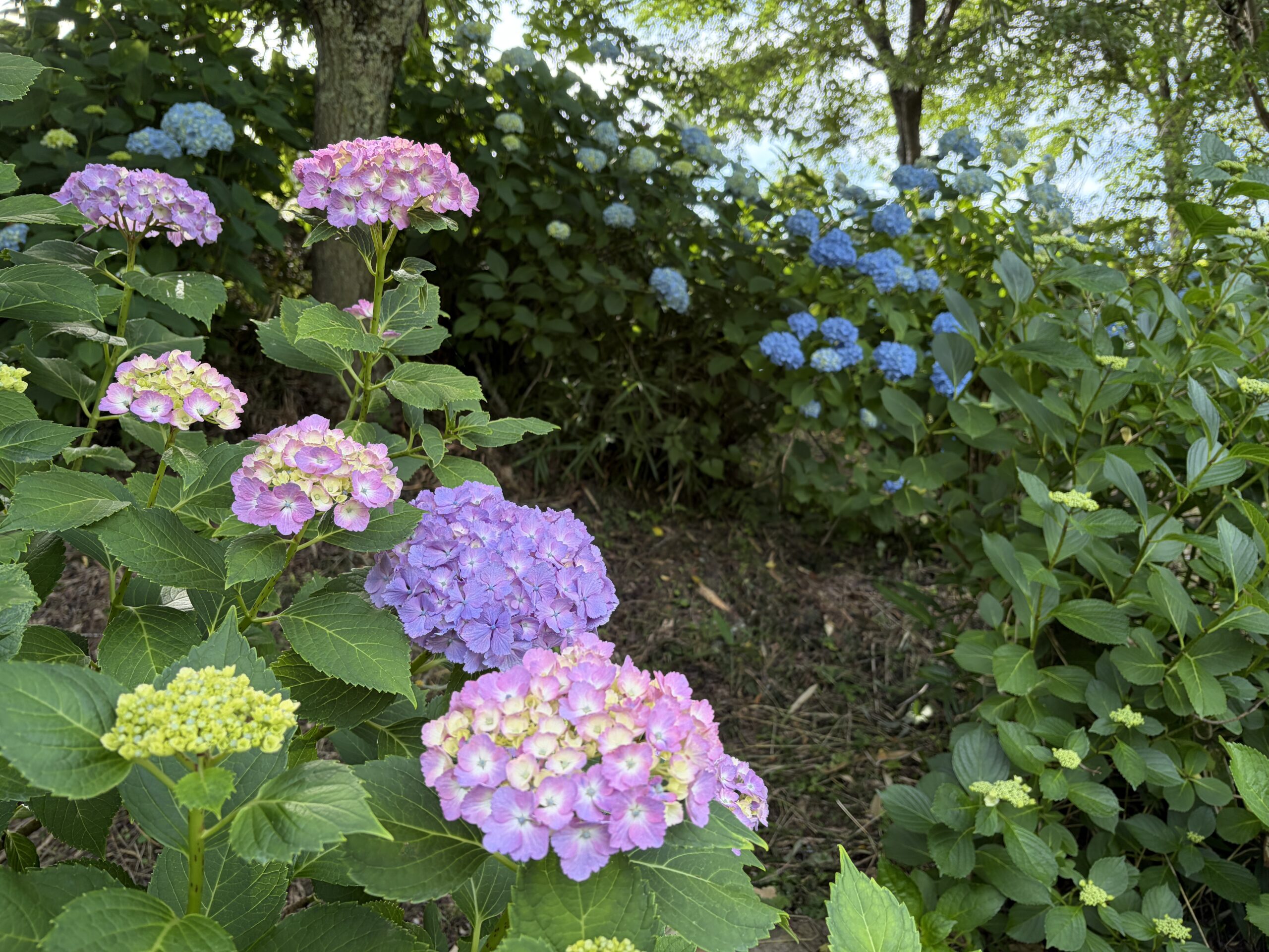 黒羽城址公園に咲き誇る色とりどりのあじさい