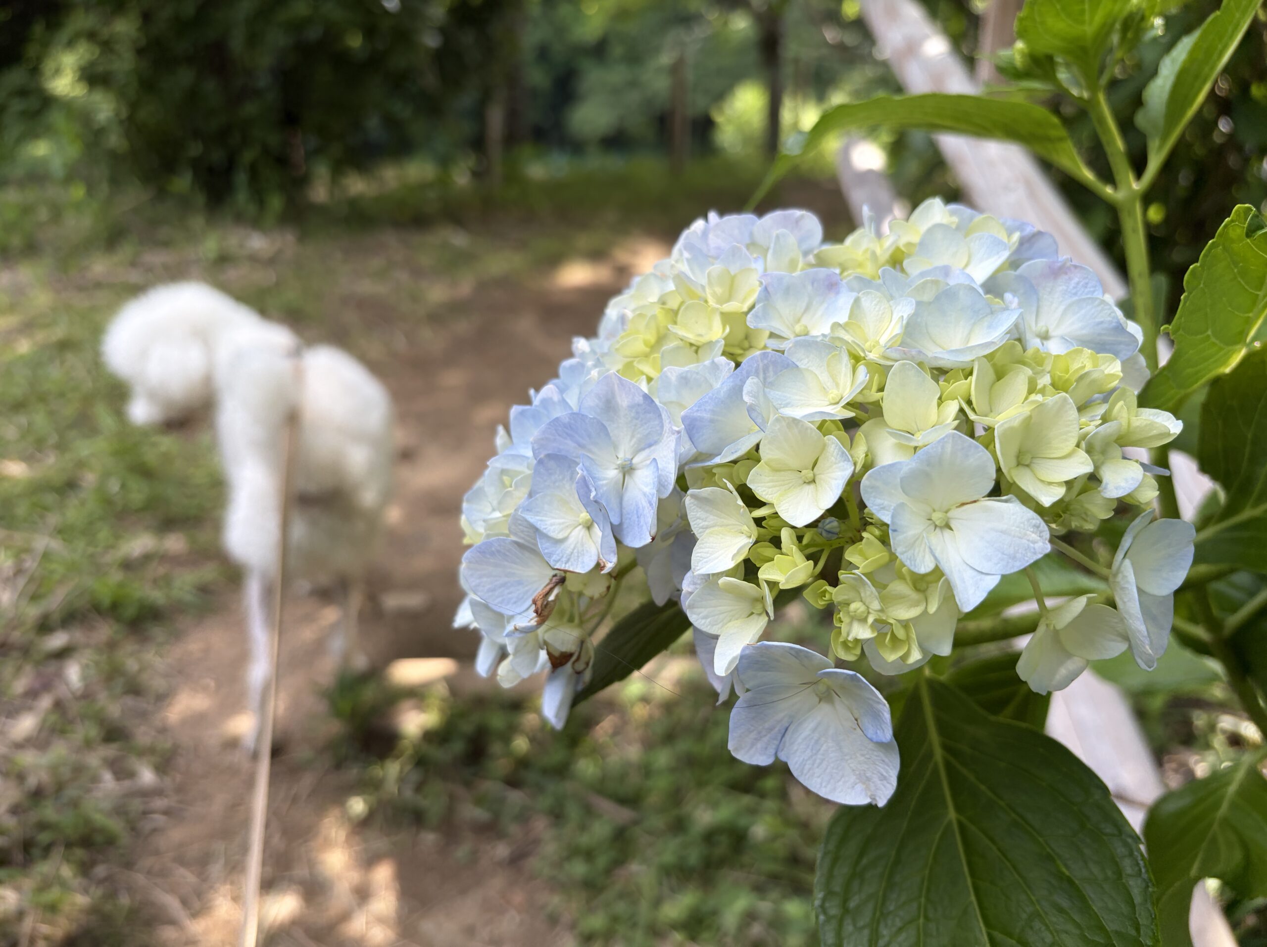 黒羽城址公園のアンブレラスカイと日本家屋