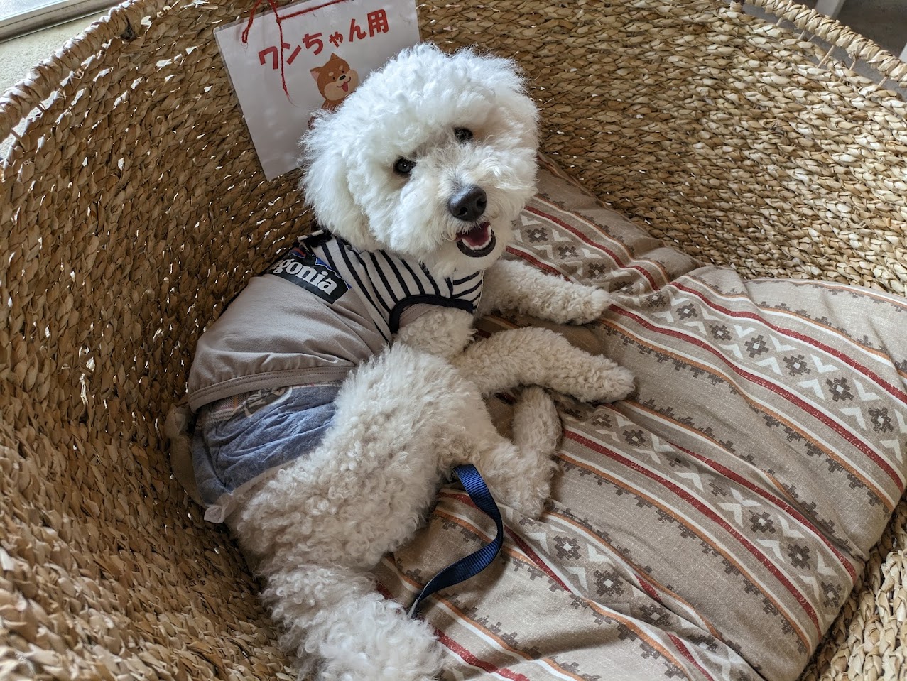 58ロハスクラブのレストランで犬用の椅子でくつろぐ小夏