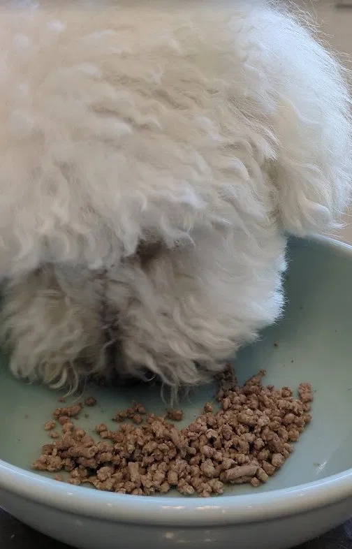 味付けなしのお肉を食べる愛犬