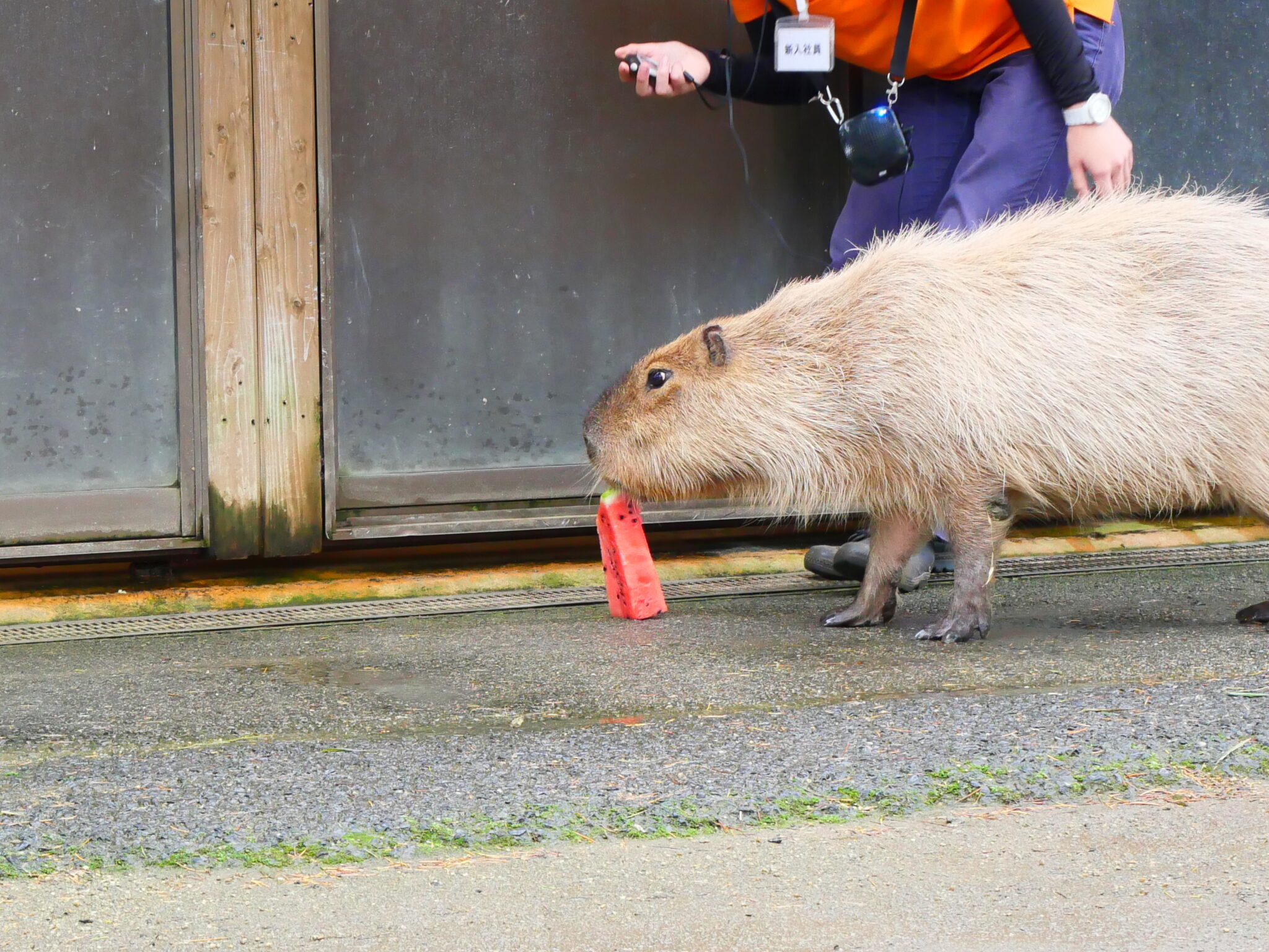 スイカを食べる那須どうぶつ王国のカピバラ