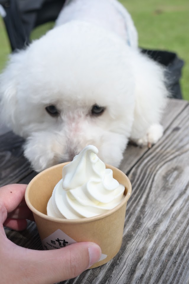 ソフトクリームに興味津々の犬