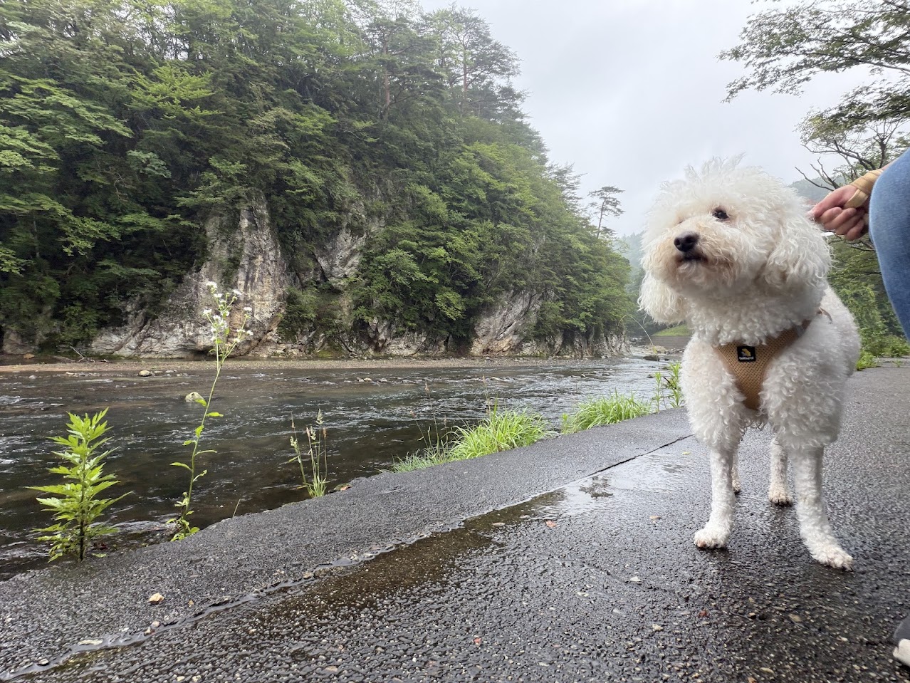 箒川のそばを歩く犬