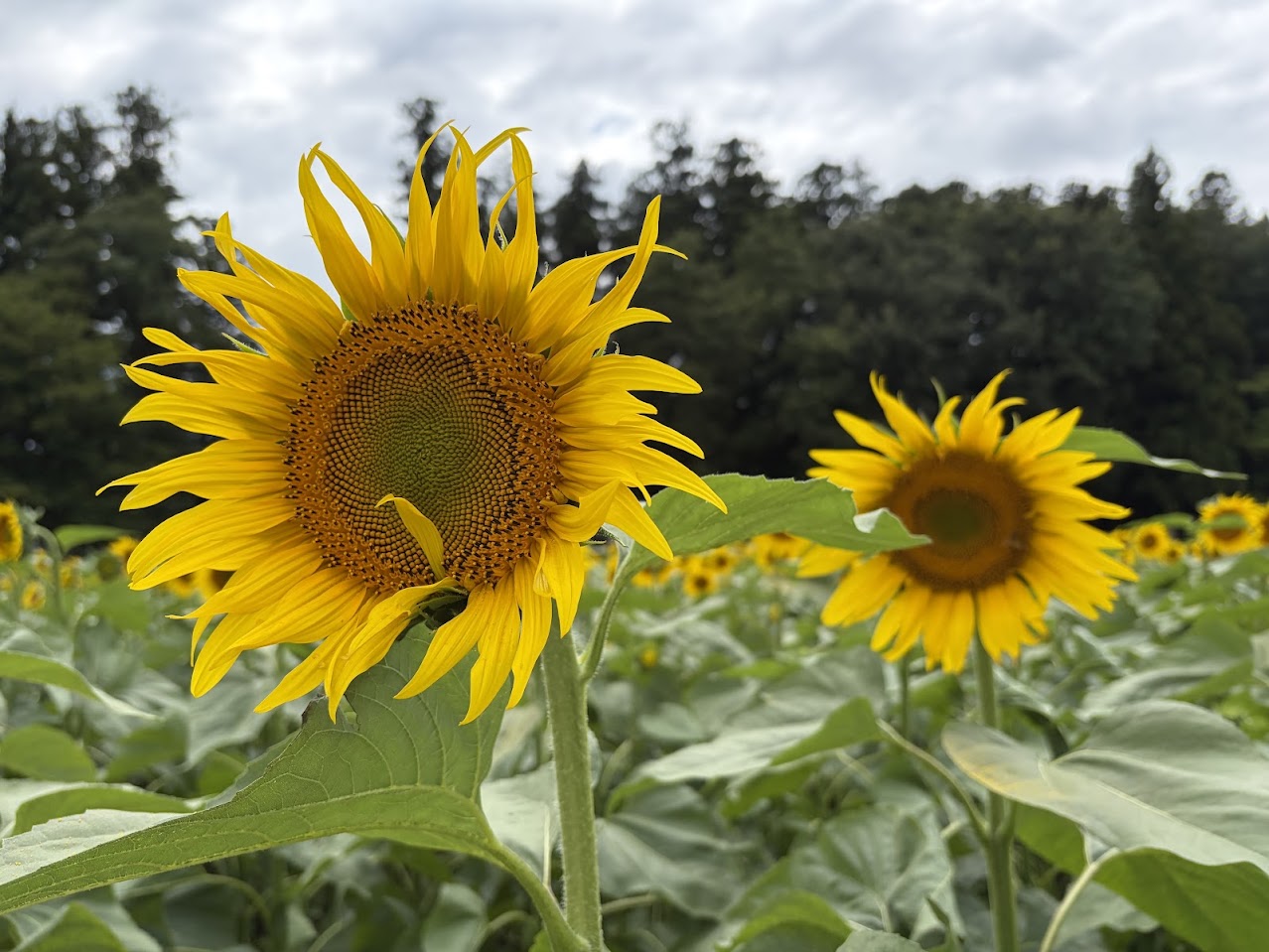 道の駅「明治の森・黒磯」ハンナガーデンで咲くヒマワリの花のアップ