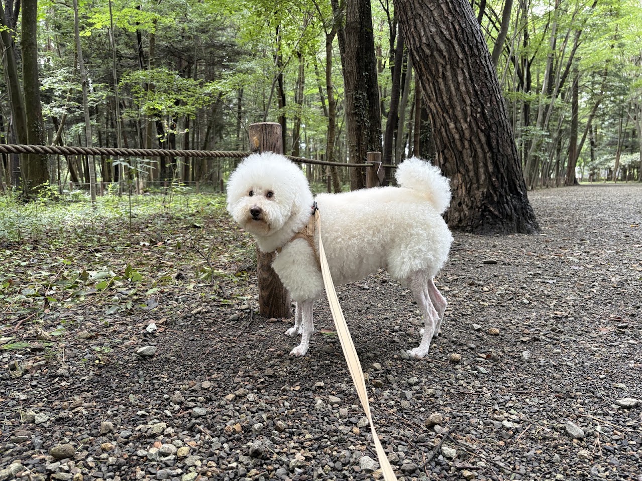 道の駅「明治の森・黒磯」の木立の中を犬と散歩する様子