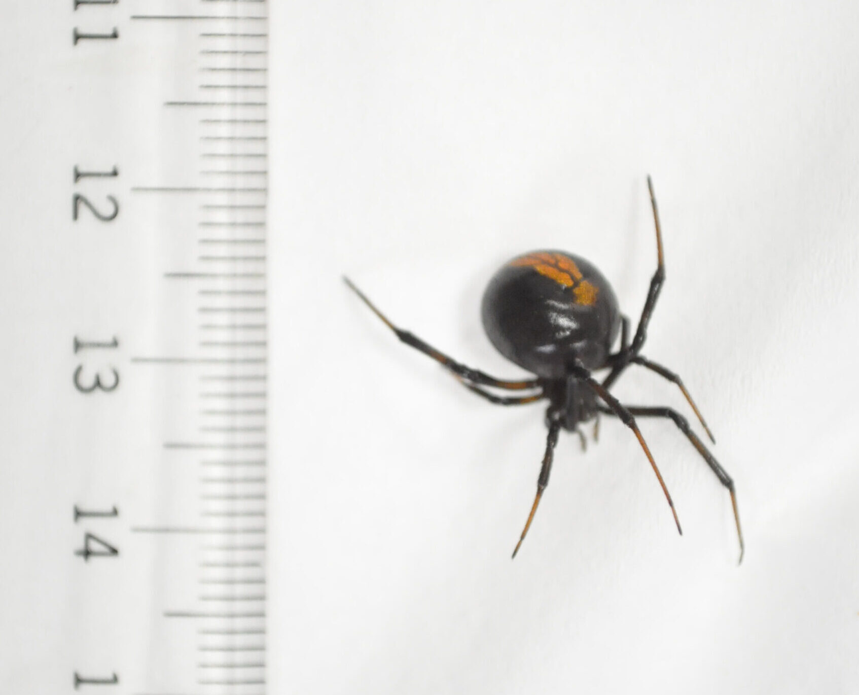 セアカゴケグモのメス。光沢のある黒い体で、腹部の背面に赤い縦方向の模様がある
