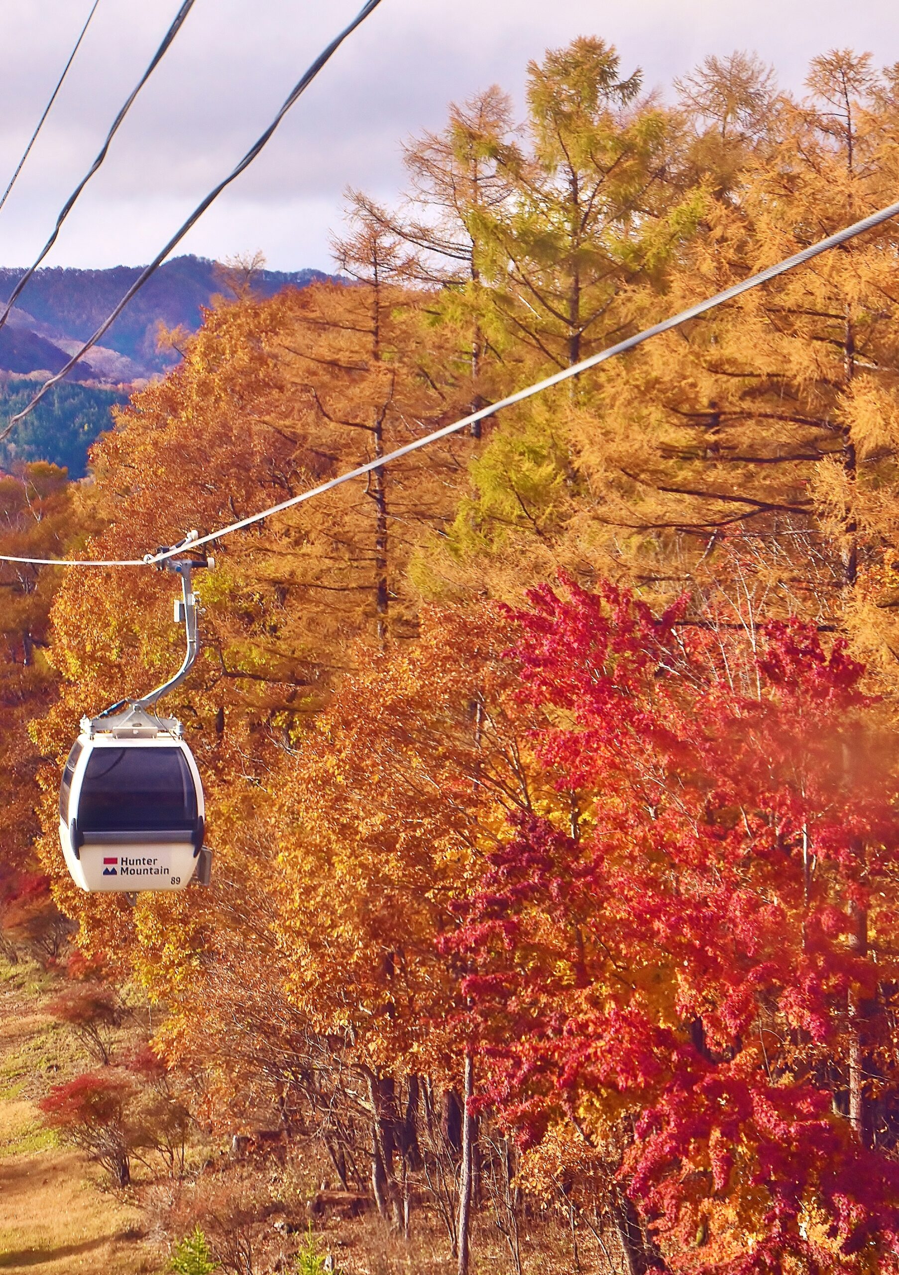 紅葉に染まる山を進むゴンドラのイメージ