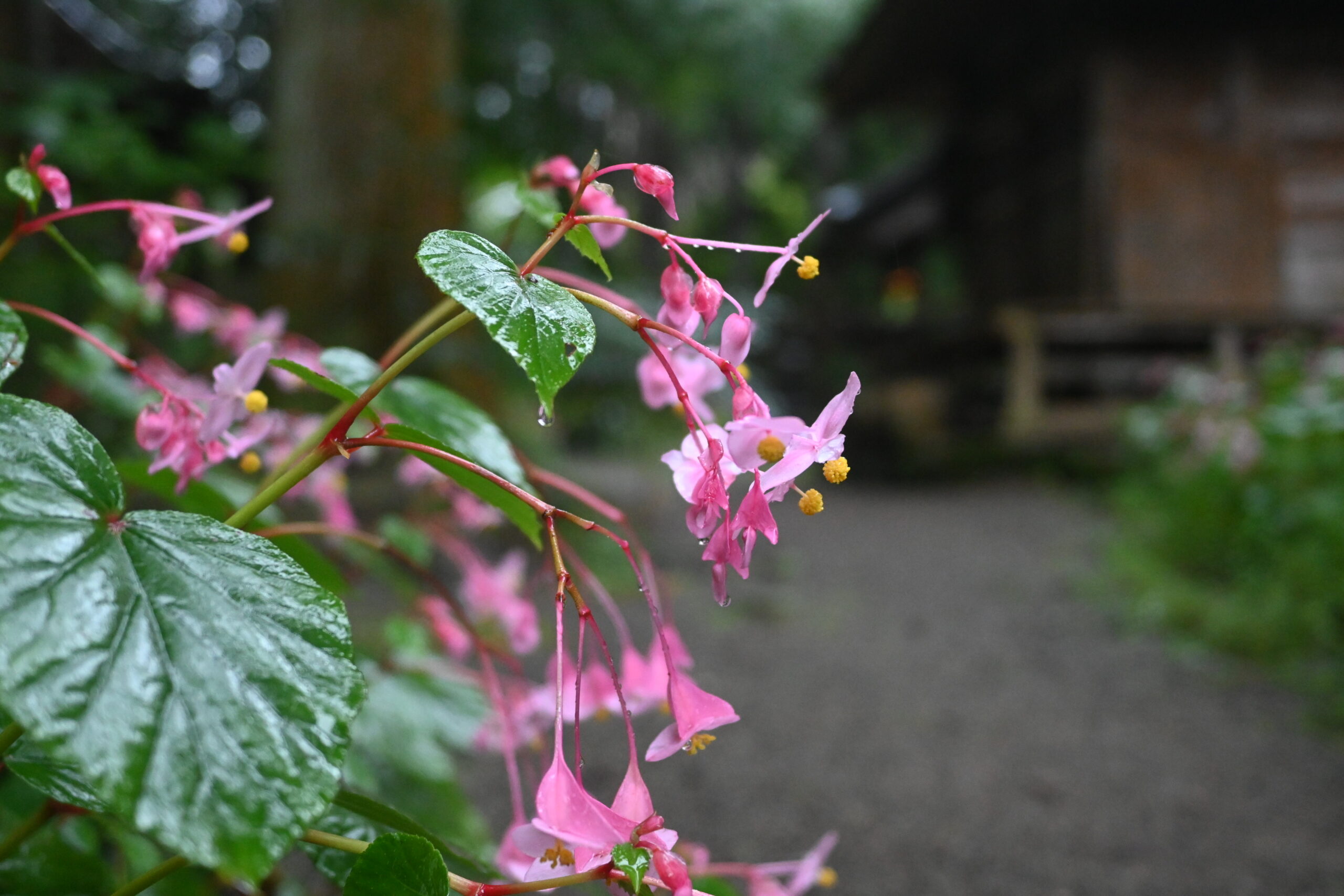雨水がしたたる寺山観音寺のシュウカイドウ