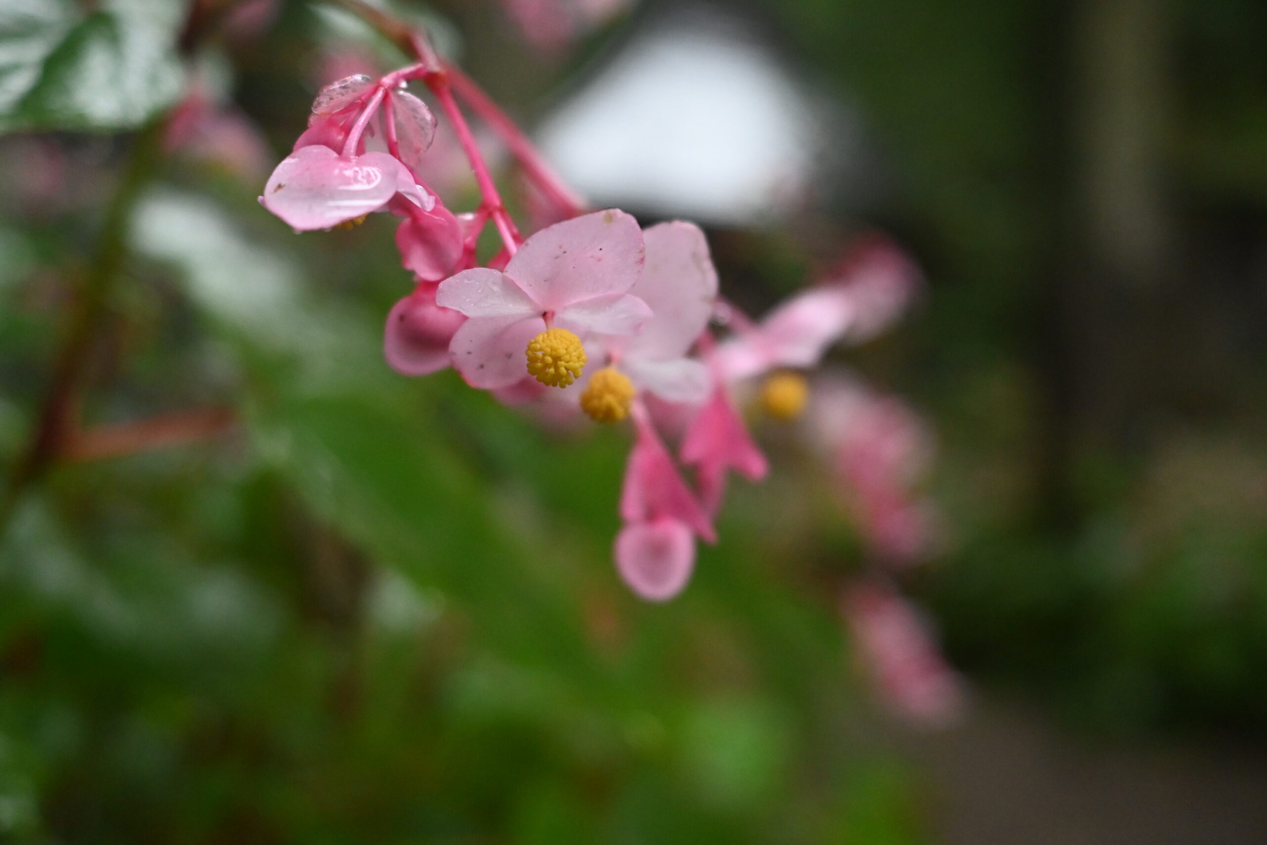雨粒が残る淡いピンク色のシュウカイドウの花