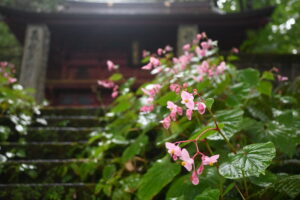 矢板市・寺山観音寺で見頃を迎えたシュウカイドウと石段