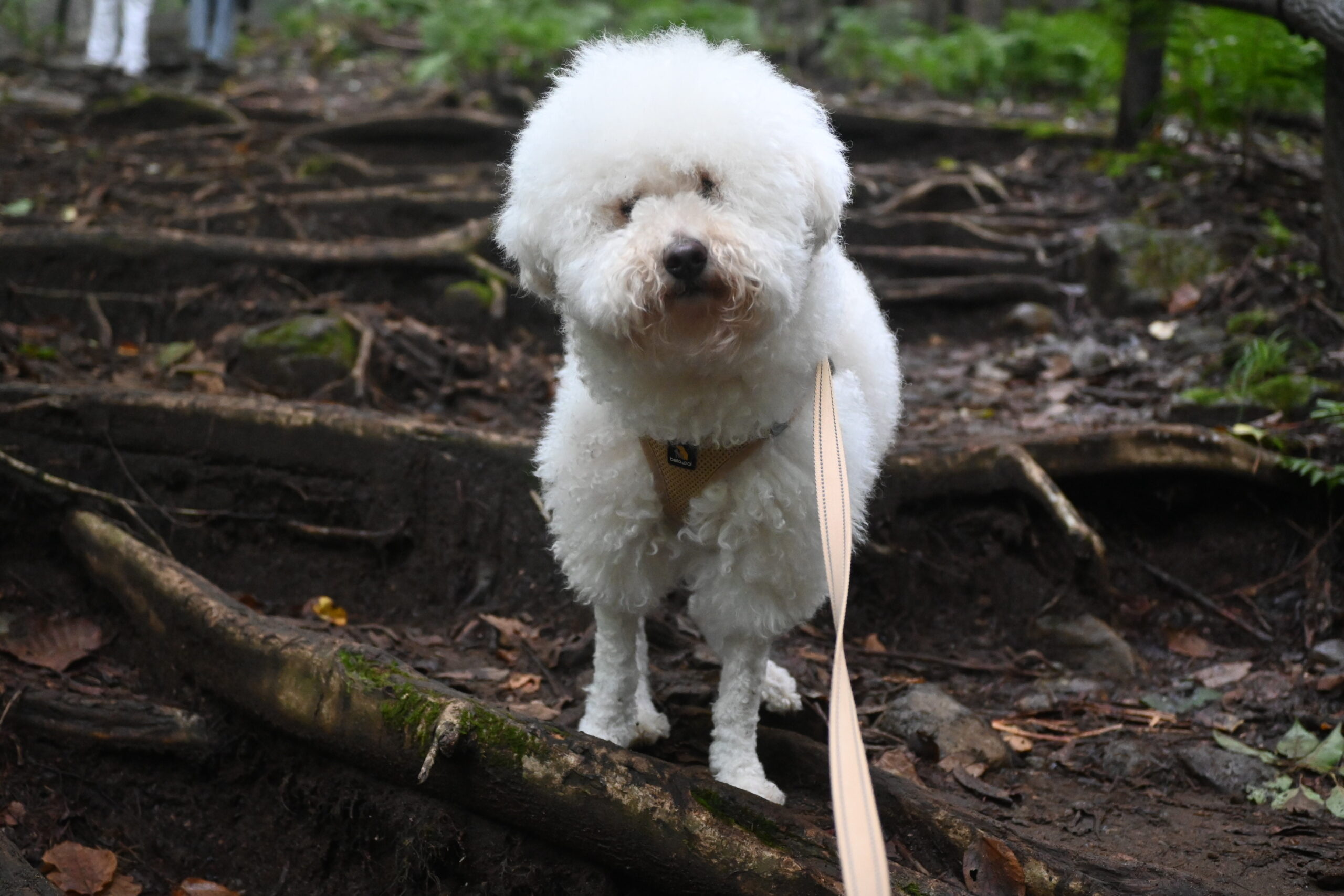 おしらじの滝の遊歩道を歩く犬