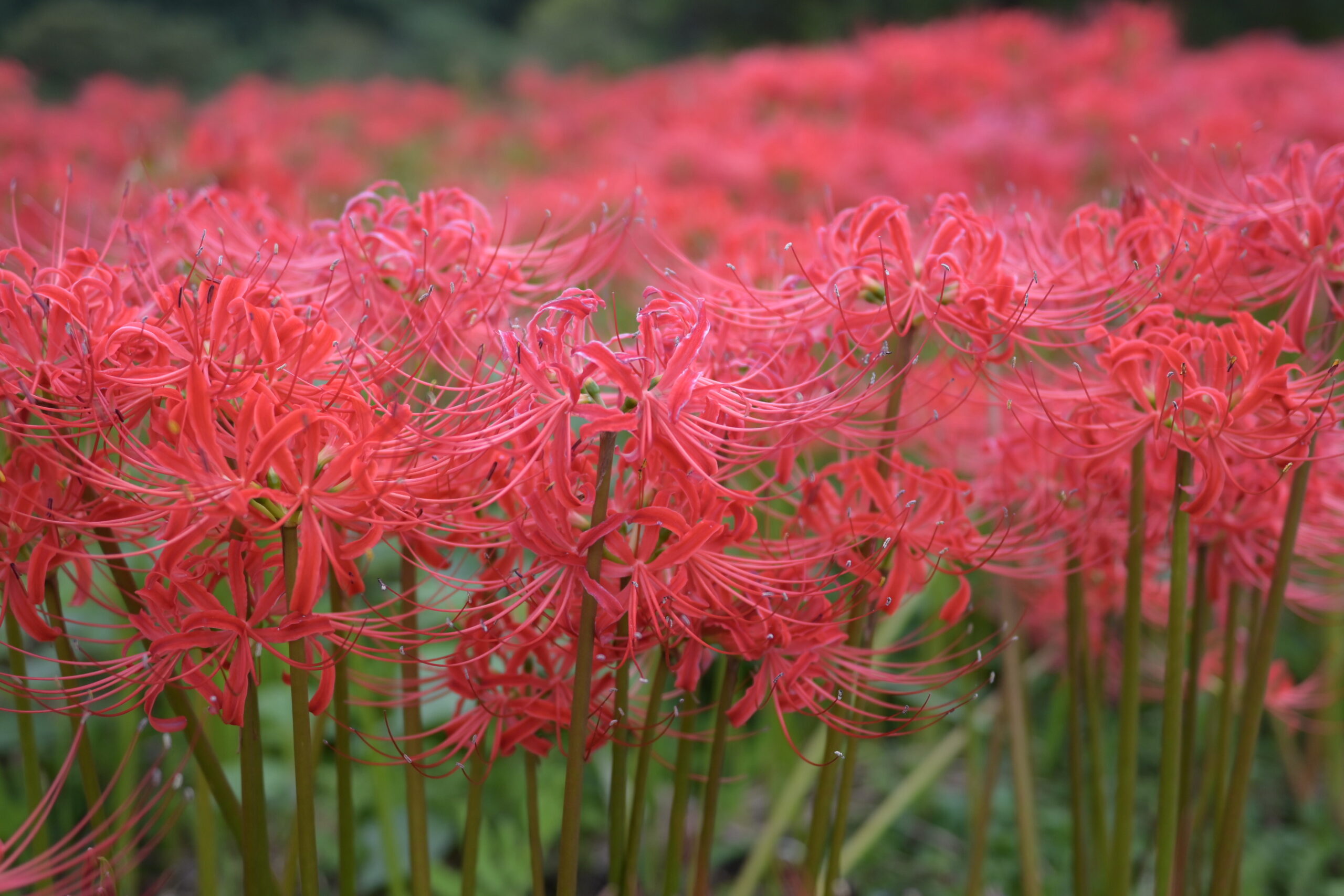 蓑沢の群生地で咲くヒガンバナの花を近くから撮影した写真
