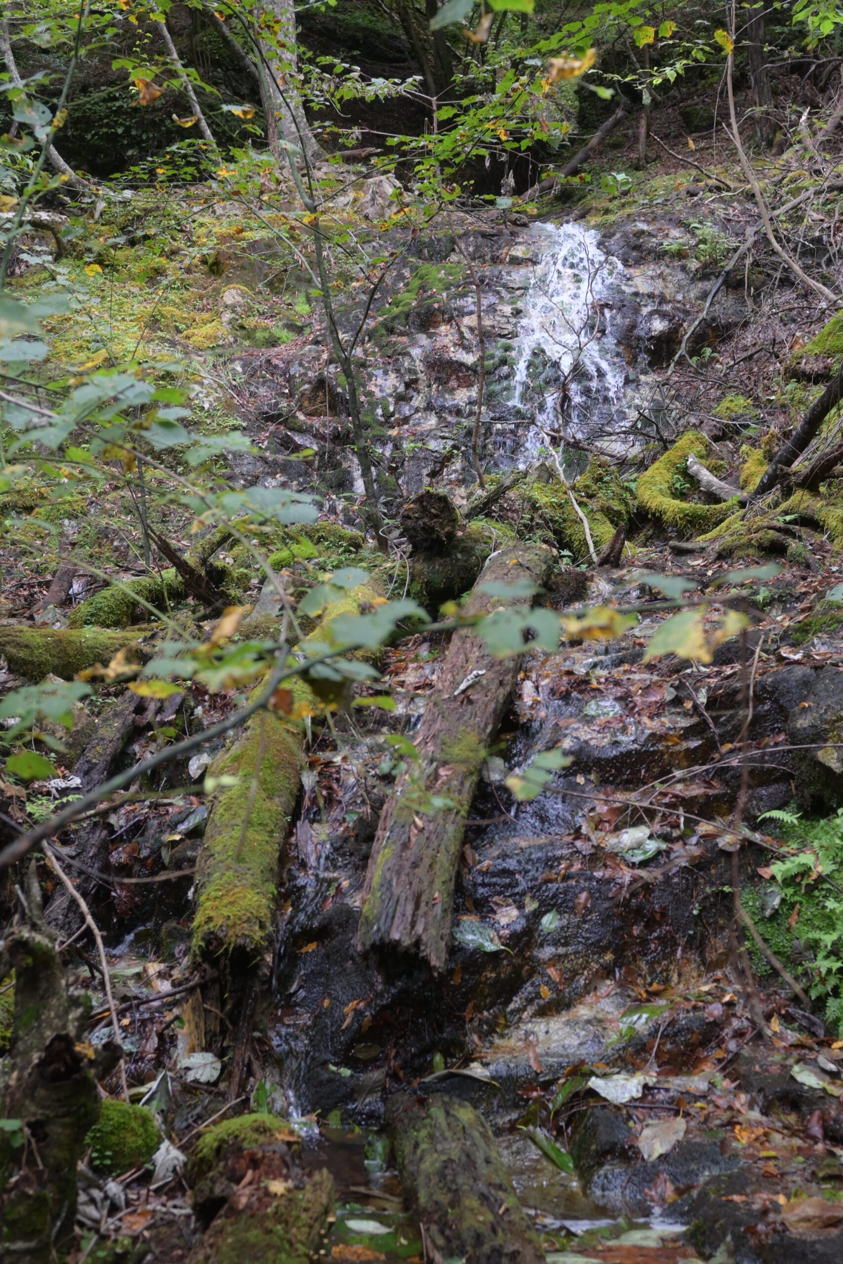 山の斜面から流れ出た水が遊歩道へ流れ込み、沢のようになっている様子