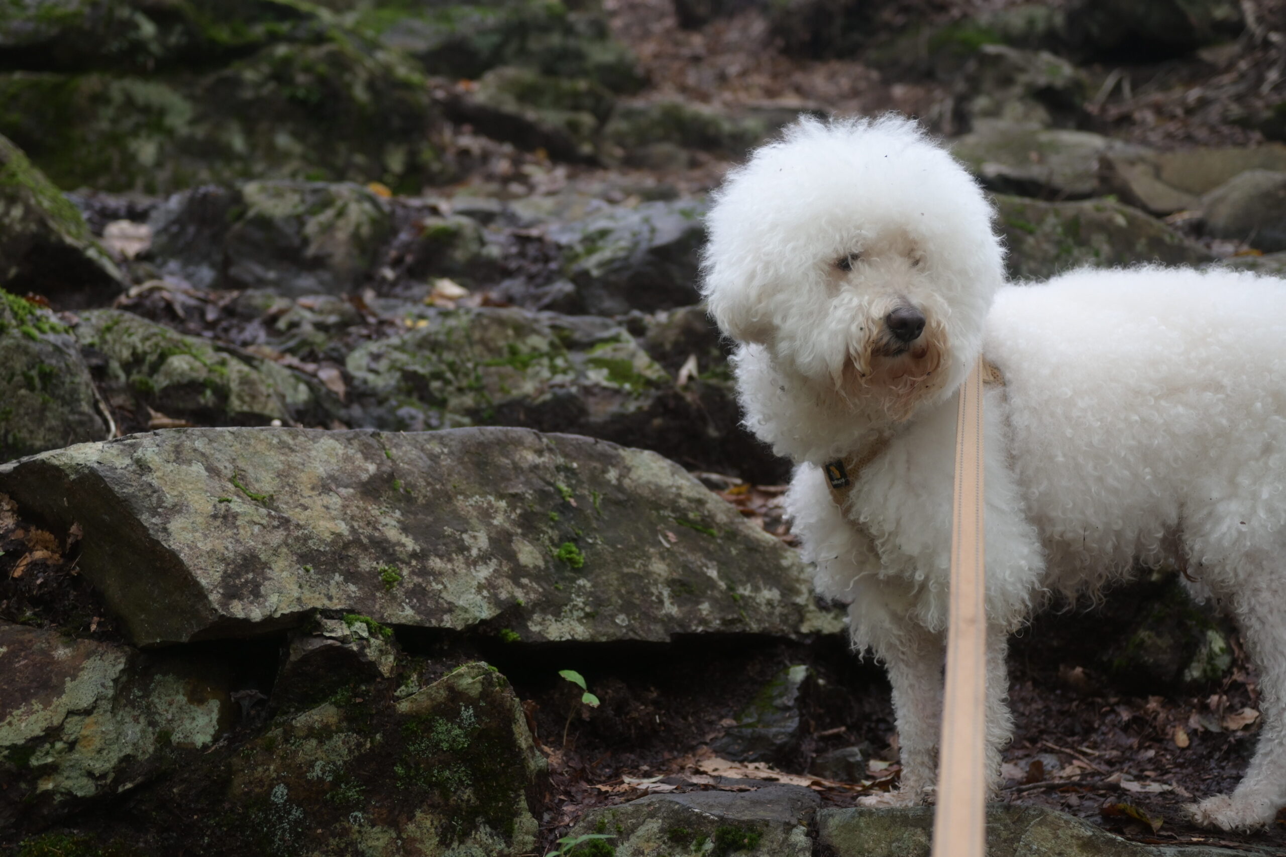 龍王峡の遊歩道で、ごつごつした岩の横を歩く愛犬の小夏
