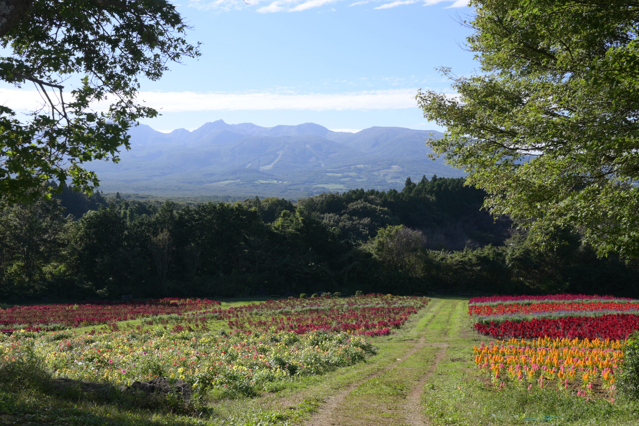 那須フラワーワールドの花畑のあいだを通る小道
