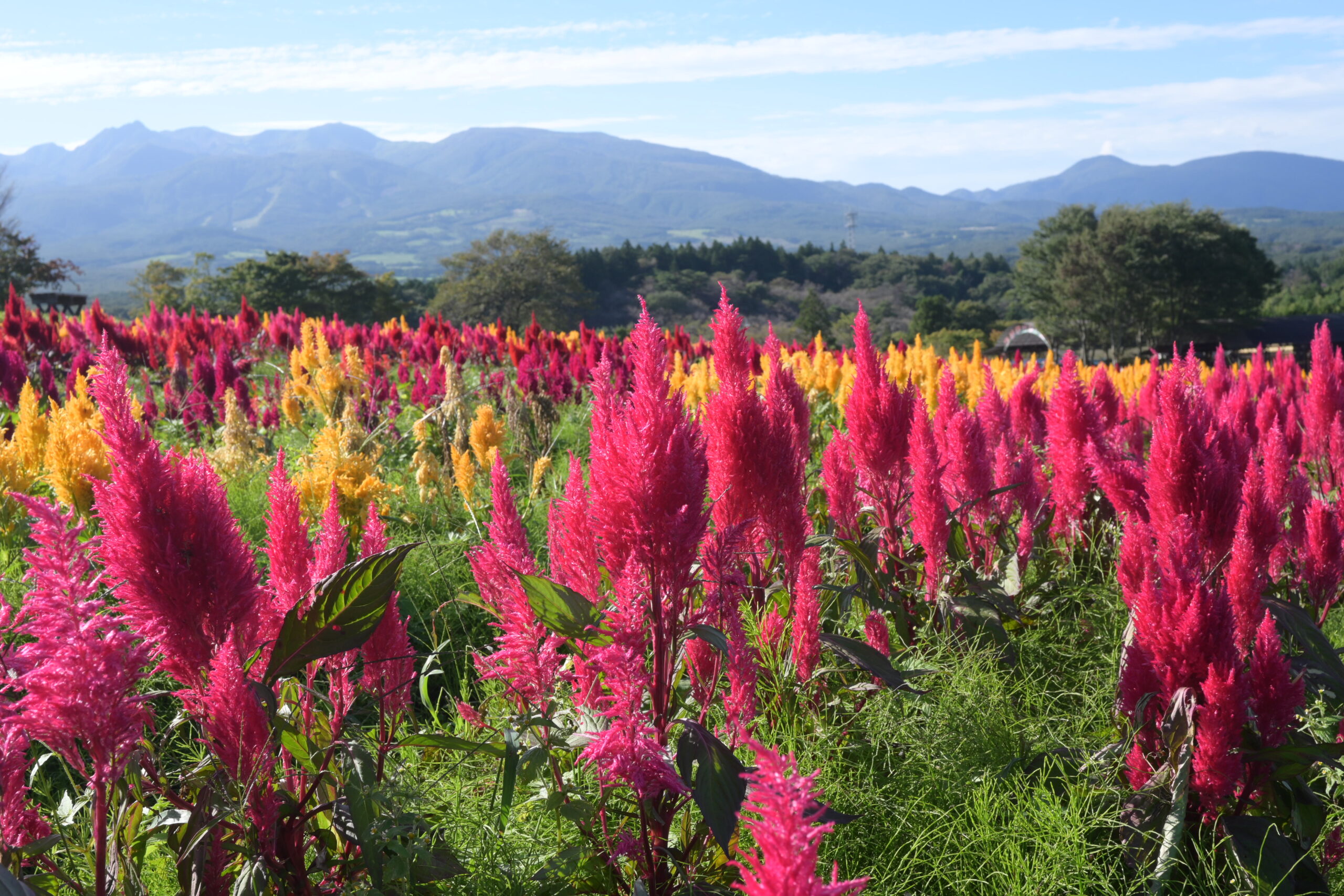 手前に花、奥に那須連山が見える那須フラワーワールドの風景