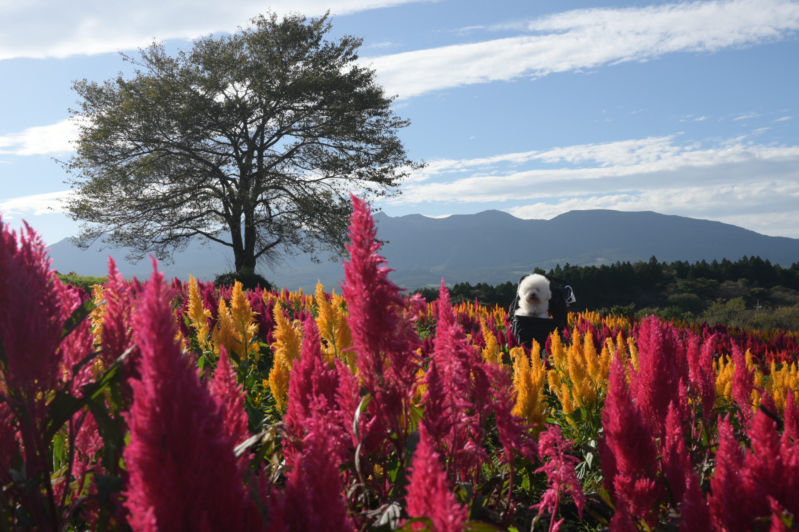 ケイトウの花畑と木、その向こうに連なる那須連山。花畑の中に愛犬の小夏