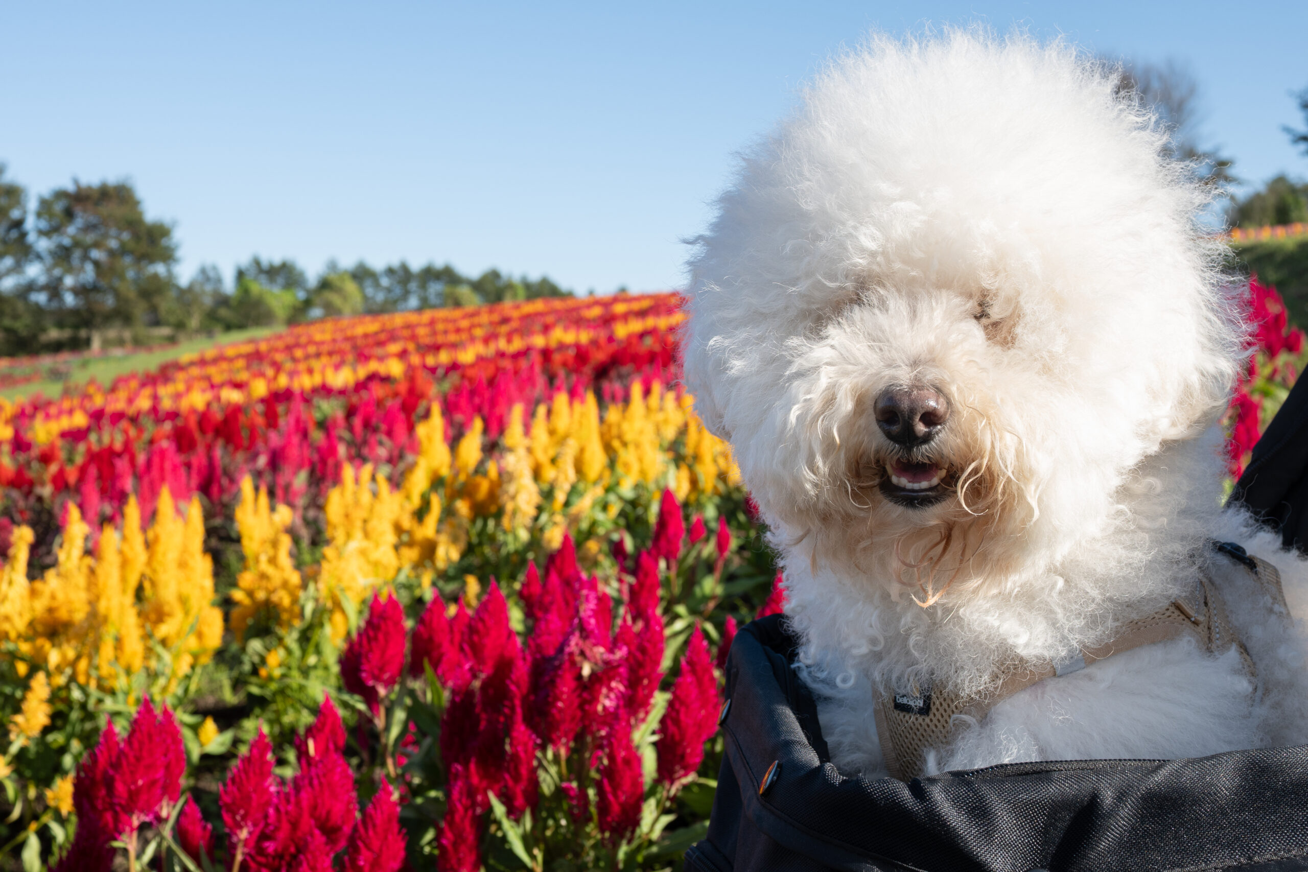 那須フラワーワールドのケイトウの花畑で撮影した愛犬・小夏
