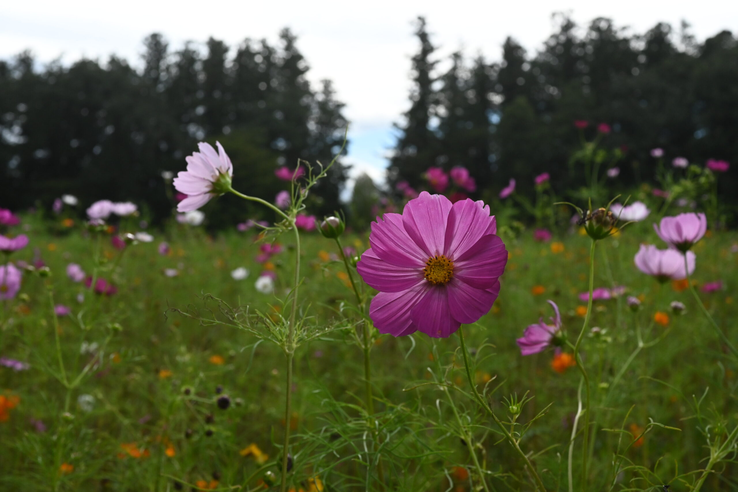 ハンナガーデンで咲くコスモスの花