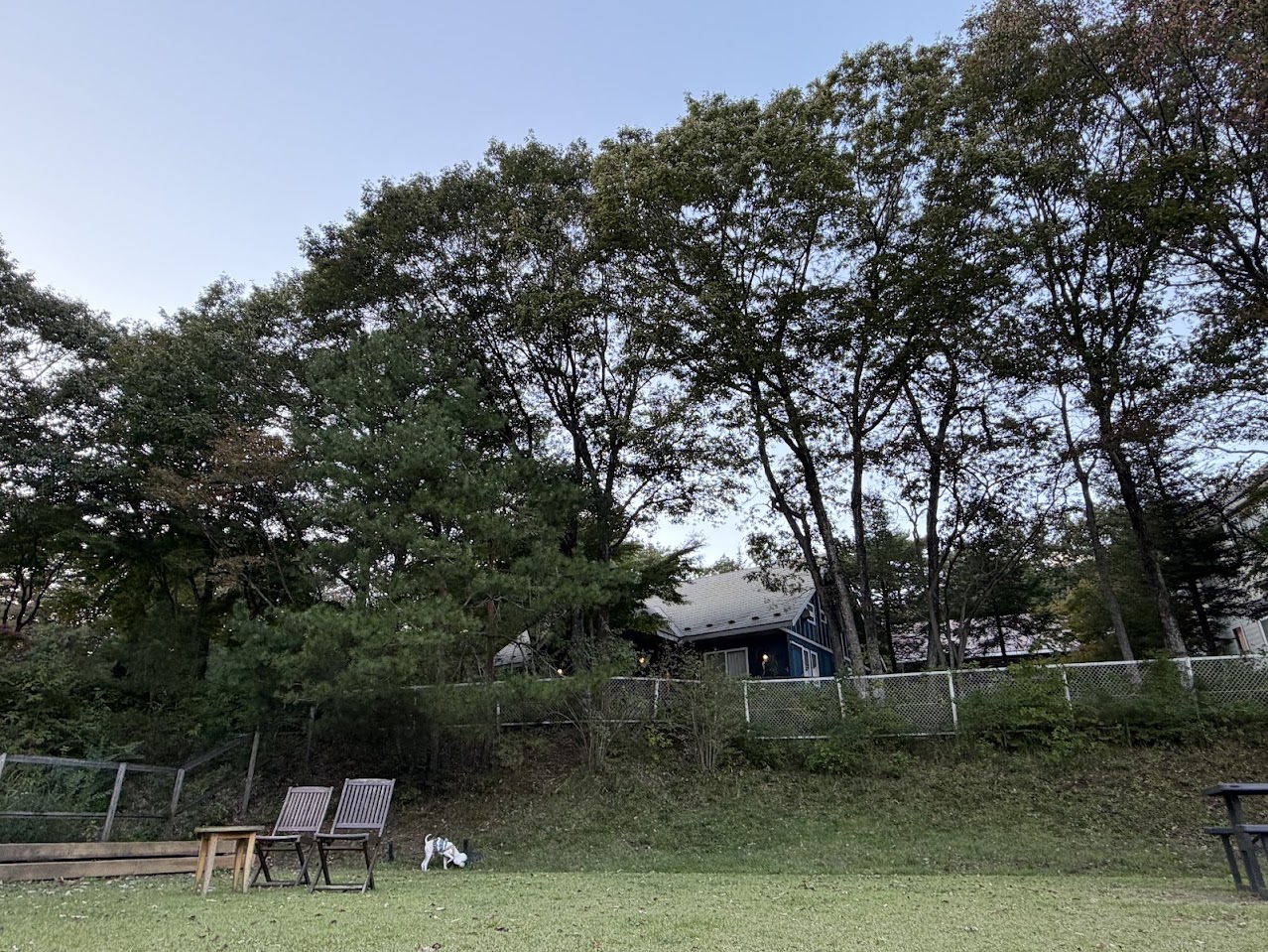 見上げるほどの木々に囲まれたフォレストヒルズ那須のドッグラン。椅子のそばに小さく愛犬の小夏