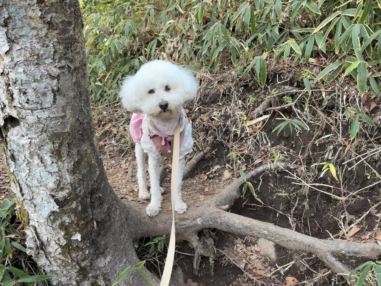 半月山展望台へ向かう山道を歩く愛犬の小夏