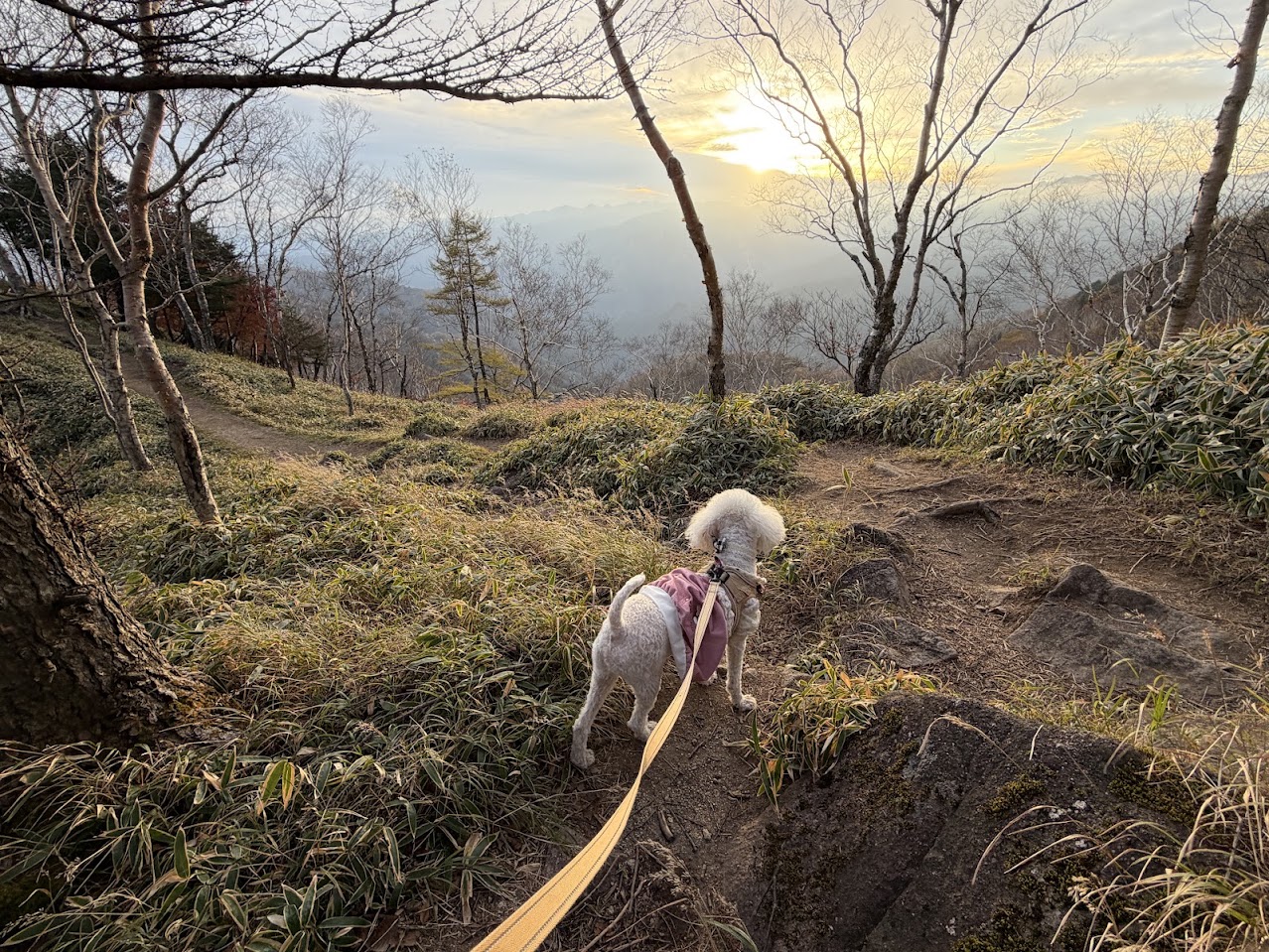 山の向こうへ沈んでいく夕日を眺める愛犬の小夏