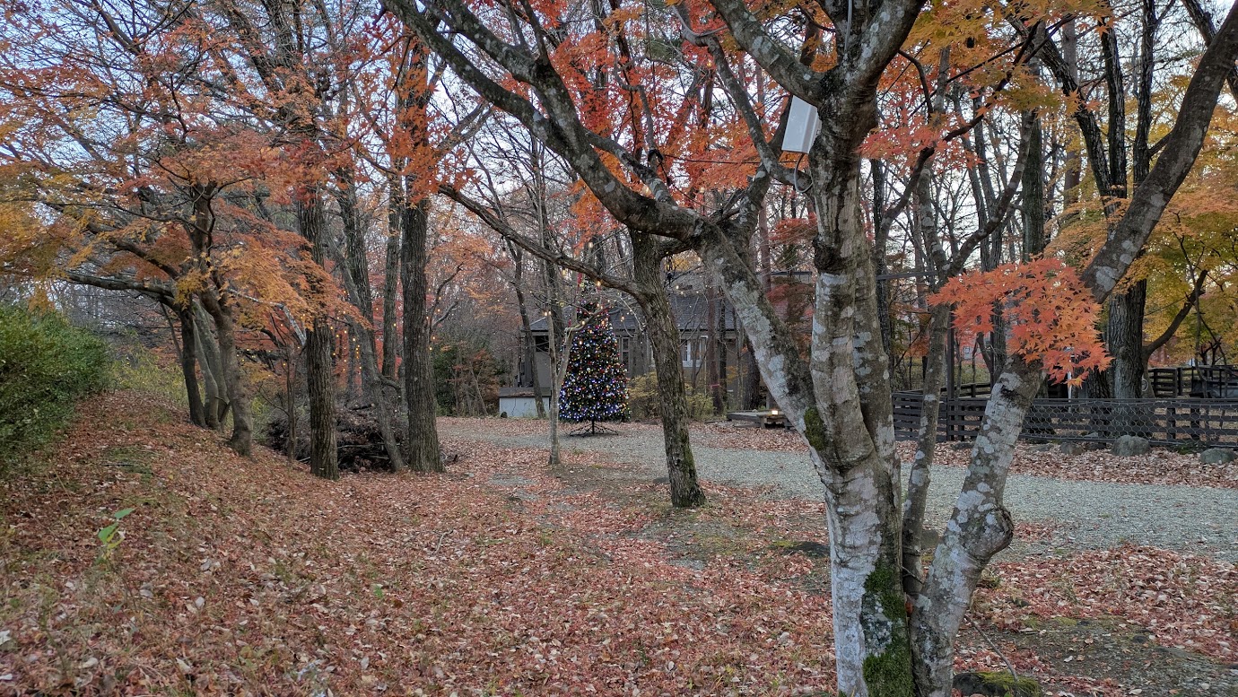 紅葉した木々と落ち葉に覆われたフォレストヒルズ那須の敷地内。奥に電飾のクリスマスツリー（2025年11月下旬）